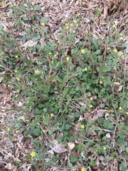 Ranunculus micranthus