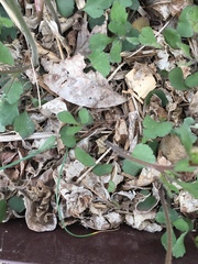 Ranunculus micranthus