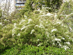 Spiraea veitchii