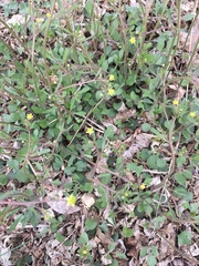 Ranunculus micranthus
