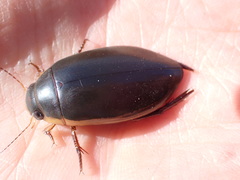Dytiscus hybridus