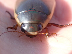 Dytiscus hybridus