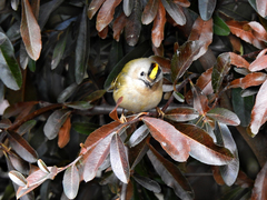 Regulus regulus
