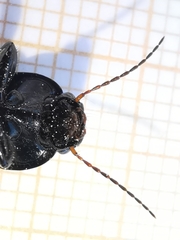 Harpalus dimidiatus