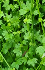 Ranunculus platensis