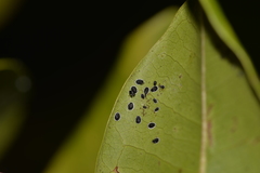 Aleurocanthus spiniferus