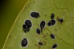 Aleurocanthus spiniferus