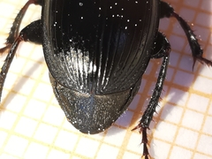 Harpalus dimidiatus