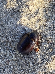 Scarabaeidae