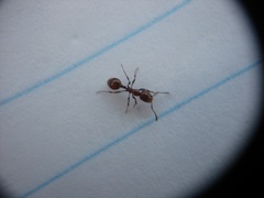 Chelaner antarcticus