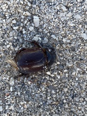 Scarabaeidae