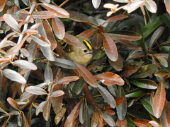 Regulus regulus