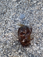 Scarabaeidae