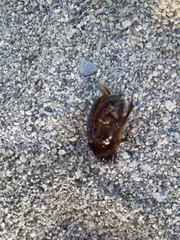 Scarabaeidae