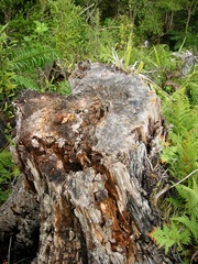 Chelaner antarcticus