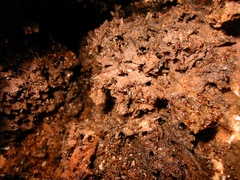 Chelaner antarcticus