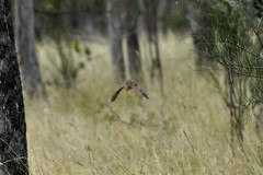 Turnix varius varius