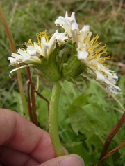 Taraxacum albidum