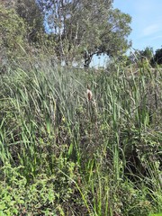 Typha orientalis