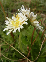 Taraxacum albidum