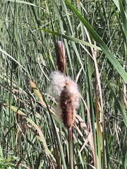Typha orientalis