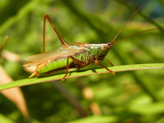 Conocephalus exemptus