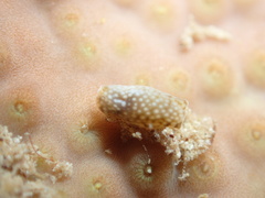Cephalaspidea