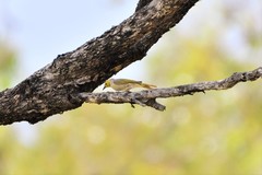Ptilotula penicillata penicillata