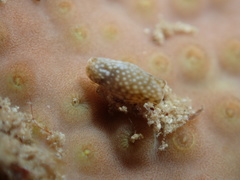 Cephalaspidea