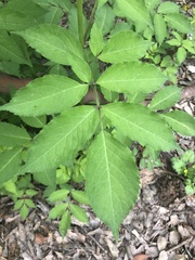 Sambucus canadensis