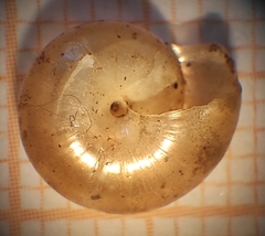 Morlina glabra