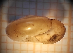 Morlina glabra
