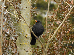 Turdus merula