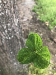 Oxalis debilis