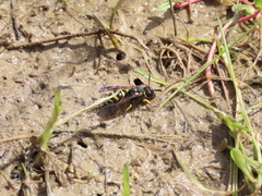 Odynerus consobrinus