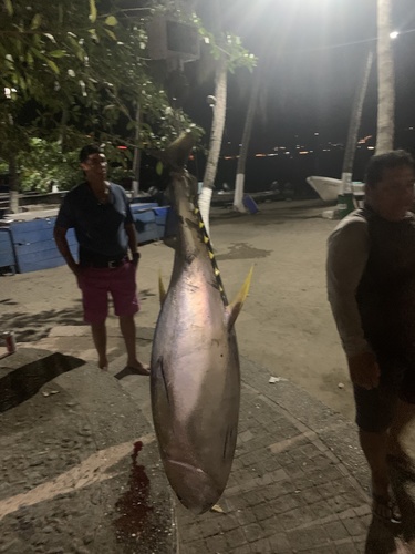 Yellowfin Tuna (Thunnus albacares)