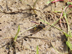 Odynerus consobrinus