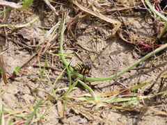 Odynerus consobrinus