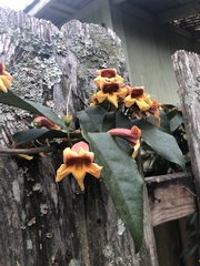 Bignonia capreolata