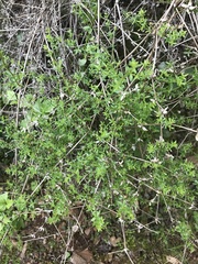 Galium porrigens porrigens
