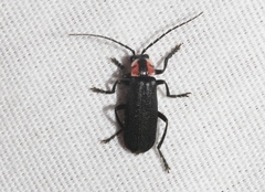 Discodon bipunctatum