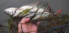 Hydrocynus vittatus