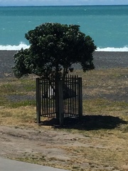 Metrosideros excelsa