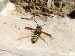 Odynerus consobrinus