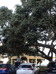 Metrosideros excelsa