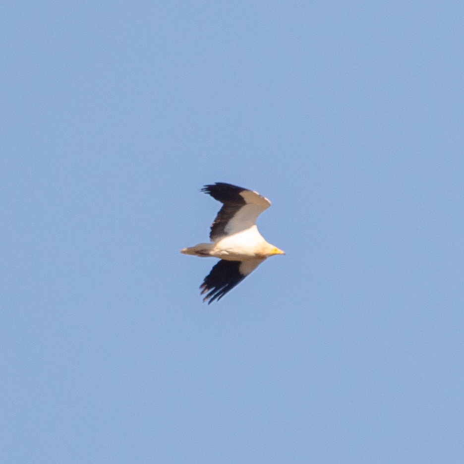 Egyptian Vulture