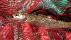 Salmo marmoratus
