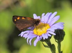 Metisella metis