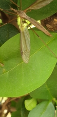 Tipulidae
