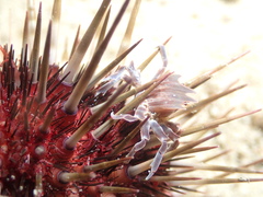 Zebrida